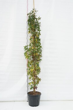 Dervamedis tikrasis (Lot Liquidambar st.)  C55 250-300 CM