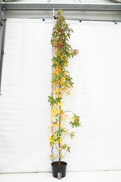 Dervamedis tikrasis (Lot Liquidambar st.)  C35 KAMIENO APIMTIS 6-8 CM