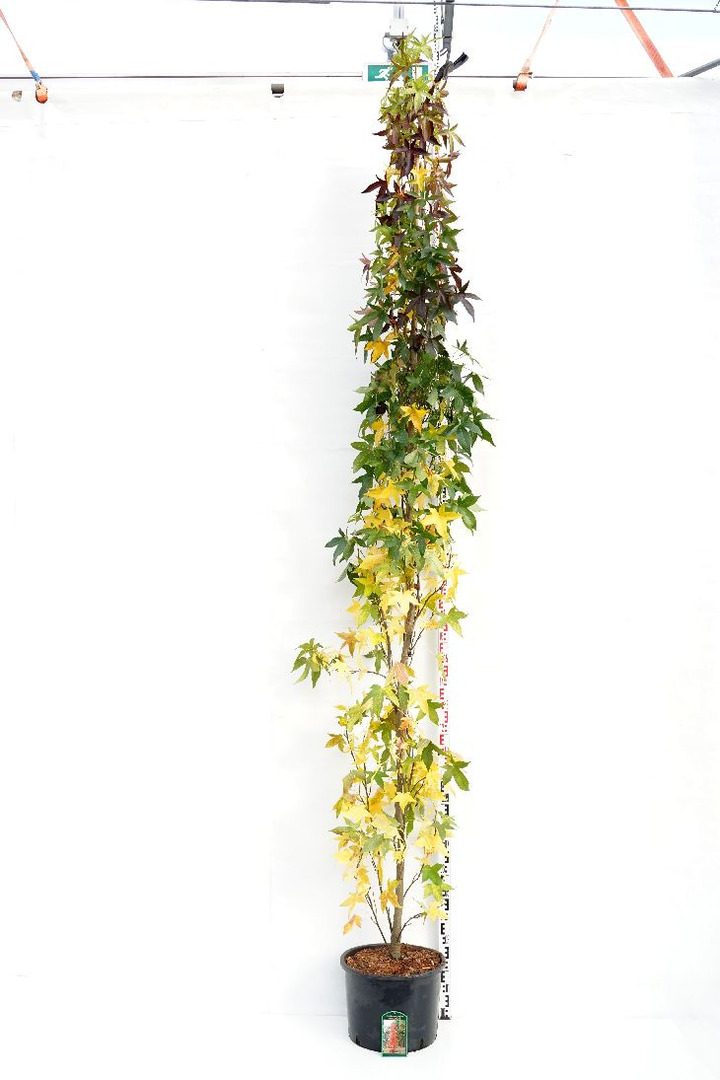 Dervamedis tikrasis (Lot Liquidambar st.) C35 KOTO APIMTIS 8-10 CM | DERVAMEDŽIAI | MEDŽIAI