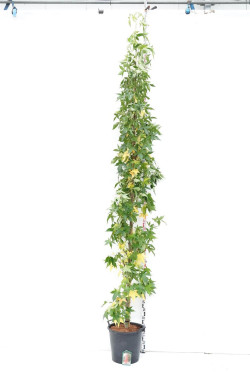 Dervamedis tikrasis (Lot Liquidambar st.) C35 KOTO APIMTIS 10-12 CM | DERVAMEDŽIAI | MEDŽIAI