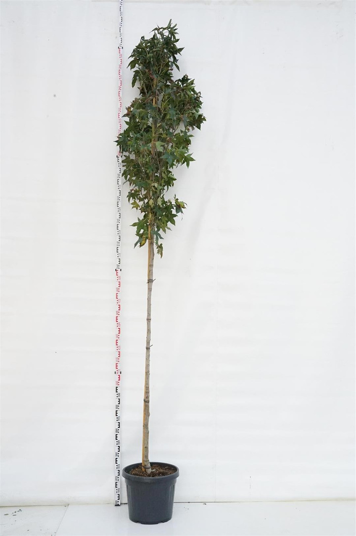 Dervamedis tikrasis (Lot Liquidambar st.)  C45 KAMIENO APIMTIS 10-12 CM STANDARD