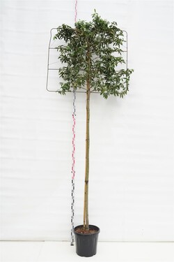 Dervamedis tikrasis (Lot Liquidambar styraciflua)  C45 225 CM STIEBAS 10-12 CM