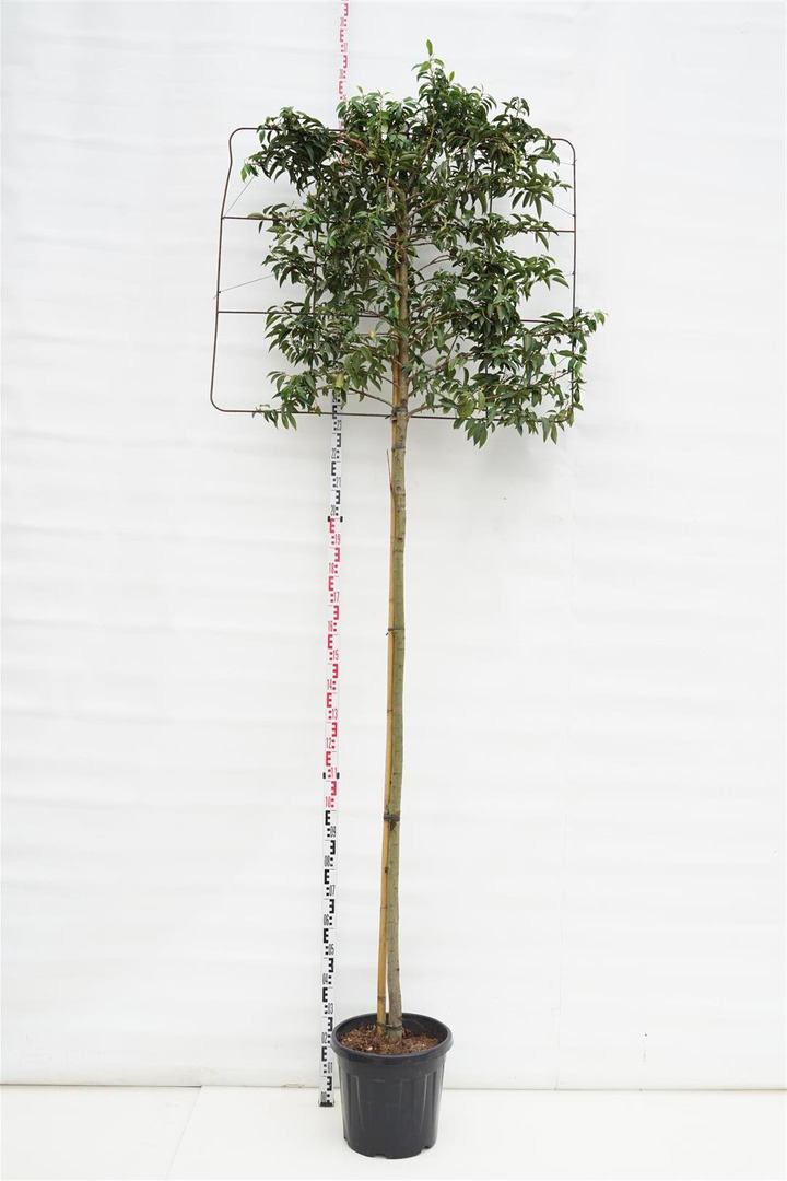 Dervamedis tikrasis (Lot Liquidambar styraciflua)  C45 225 CM STIEBAS 10-12 CM