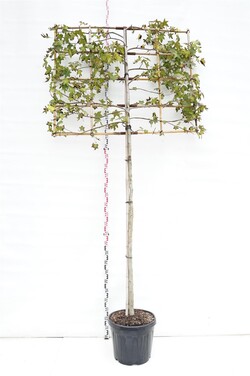 Dervamedis tikrasis (Lot Liquidambar styraciflua)  C50 STIEBAS 200 CM KAMIENO APIMTIS 10-12 CM