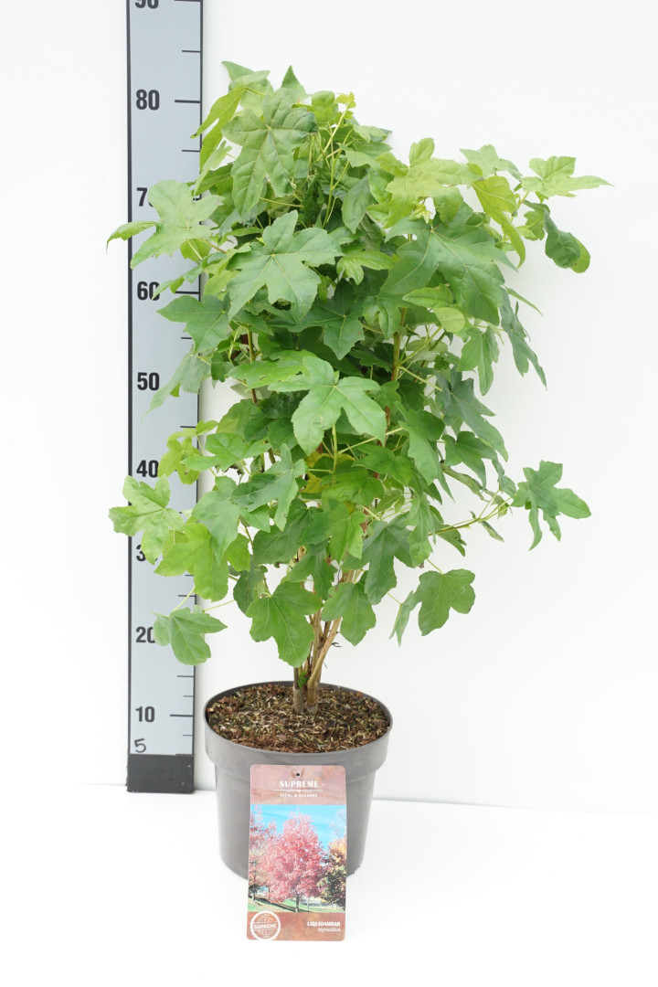 Dervamedis tikrasis (Lot Liquidambar styraciflua)  C4/P21 40-60 CM