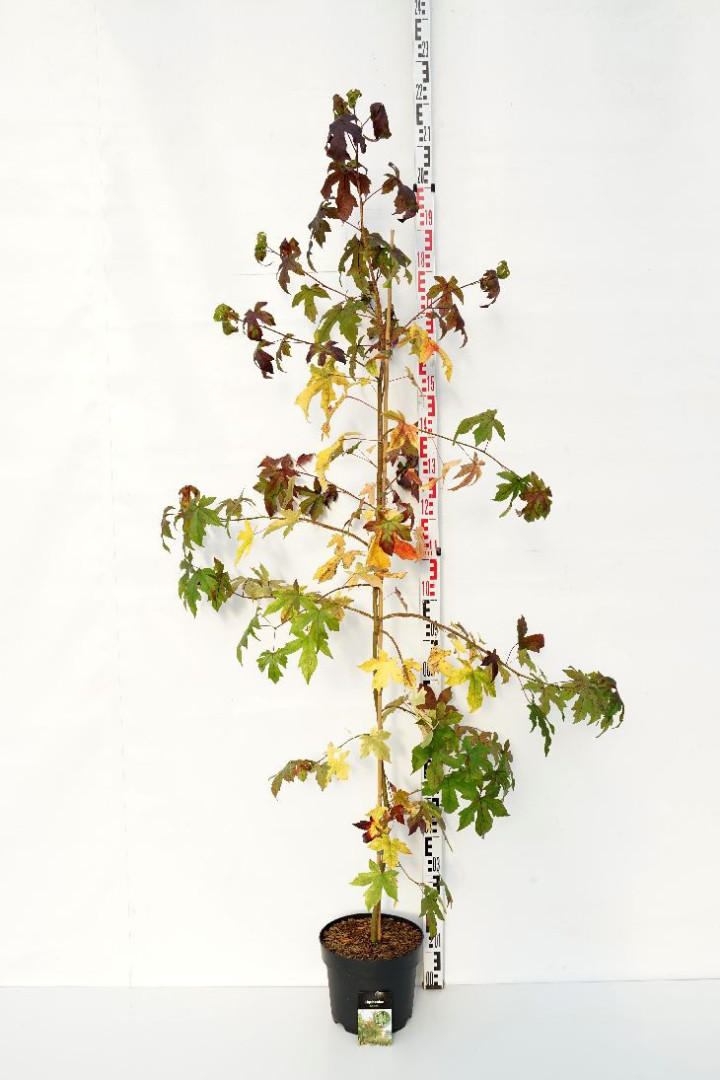 Dervamedis tikrasis (Lot Liquidambar styraciflua)  C7,5/P26 150-175 CM