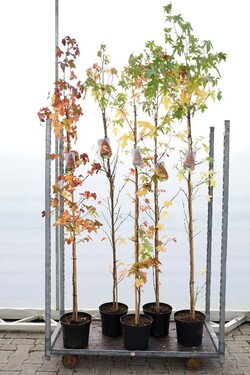 Dervamedis tikrasis (Lot Liquidambar styraciflua) C7,5/P26 175-200 CM | DERVAMEDŽIAI | MEDŽIAI
