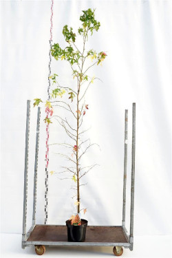 Dervamedis tikrasis (Lot Liquidambar styraciflua) C10 200-250 CM | DERVAMEDŽIAI | MEDŽIAI