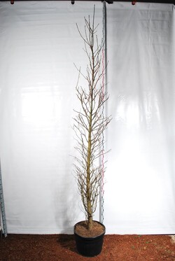 Dervamedis tikrasis (Lot Liquidambar styraciflua) C110 350-400 CM
