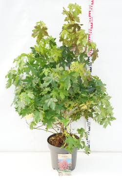 Dervamedis tikrasis (Lot Liquidambar styraciflua)  C12 100-125 CM
