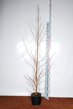 Dervamedis tikrasis (Lot Liquidambar styraciflua)  C18 150-175 CM