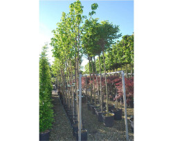 Dervamedis tikrasis (Lot Liquidambar styraciflua) C18 KOTO APIMTIS 6-8 CM | DERVAMEDŽIAI | MEDŽIAI