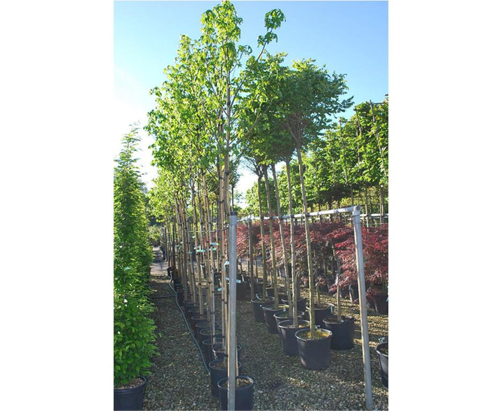 Dervamedis tikrasis (Lot Liquidambar styraciflua) C18 KOTO APIMTIS 6-8 CM | DERVAMEDŽIAI | MEDŽIAI