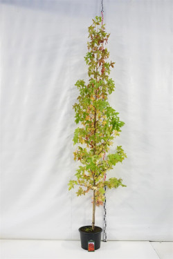 Dervamedis tikrasis (Lot Liquidambar styraciflua) C25 KOTO APIMTIS 6-8 CM | DERVAMEDŽIAI | MEDŽIAI