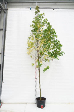 Dervamedis tikrasis (Lot Liquidambar styraciflua) C36 KOTO APIMTIS 8-10 CM | DERVAMEDŽIAI | MEDŽIAI