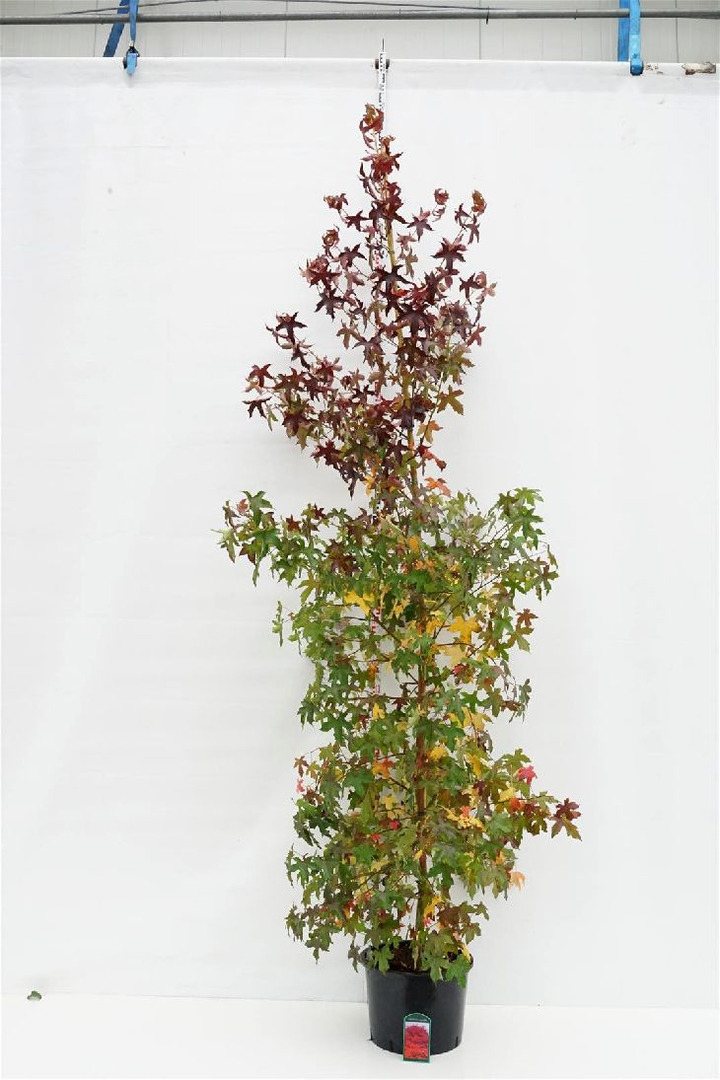 Dervamedis tikrasis (Lot Liquidambar styraciflua) C35 KOTO APIMTIS 8-10 CM | DERVAMEDŽIAI | MEDŽIAI