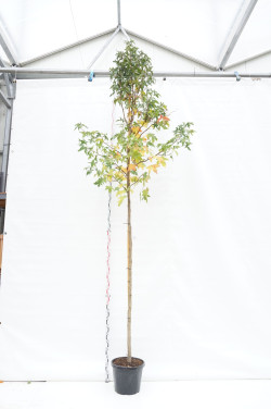 Dervamedis tikrasis (Lot Liquidambar styraciflua)  C30 KAMIENO APIMTIS 10-12 CM STANDARD - nuotrauka 1