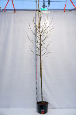 Dervamedis tikrasis (Lot Liquidambar styraciflua) C35 KOTO APIMTIS 10-12 CM | DERVAMEDŽIAI | MEDŽIAI