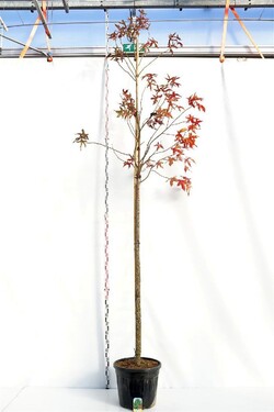 Dervamedis tikrasis (Lot Liquidambar styraciflua)  C55 KAMIENO APIMTIS 12-14 CM STANDARD