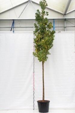 Dervamedis tikrasis (Lot Liquidambar styraciflua) C130 KOTO APIMTIS 18-20 CM | DERVAMEDŽIAI | MEDŽIAI