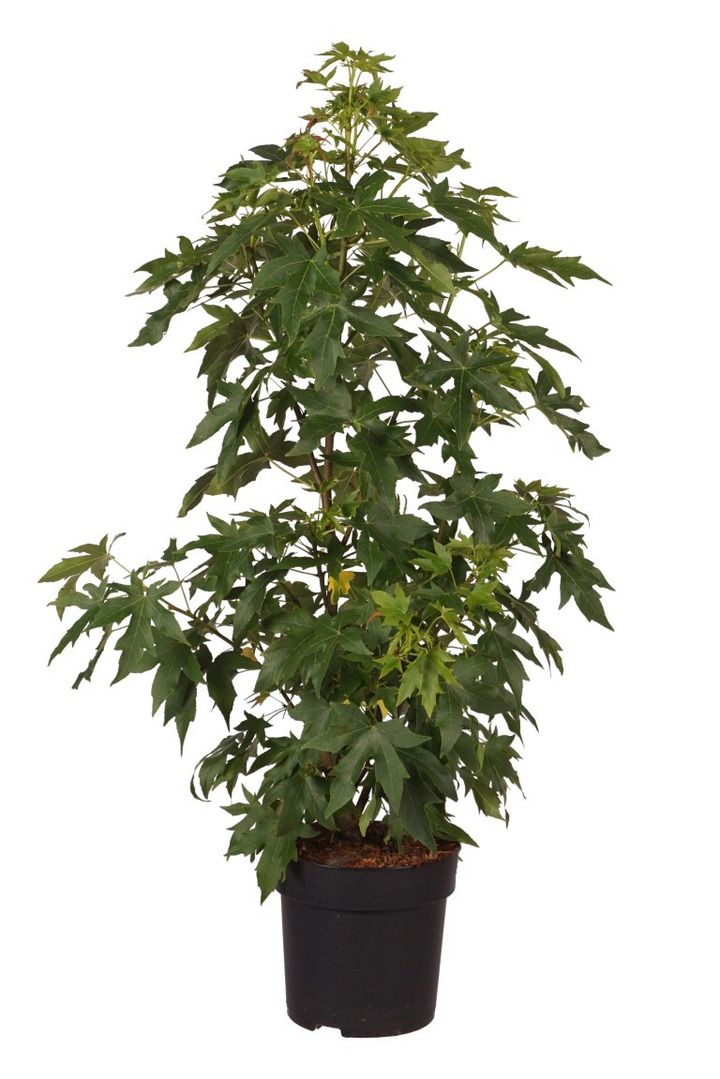 Dervamedis tikrasis (Lot Liquidambar st.) 'Worplesdon' C5/P23 60-80 CM | DERVAMEDŽIAI | MEDŽIAI
