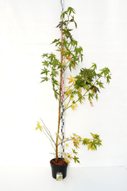 Dervamedis tikrasis (Lot Liquidambar st.) 'Worplesdon' C7,5/P26 150-175 CM