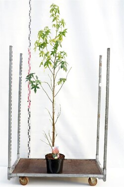 Dervamedis tikrasis (Lot Liquidambar st.) 'Worplesdon' C10 200-225 CM