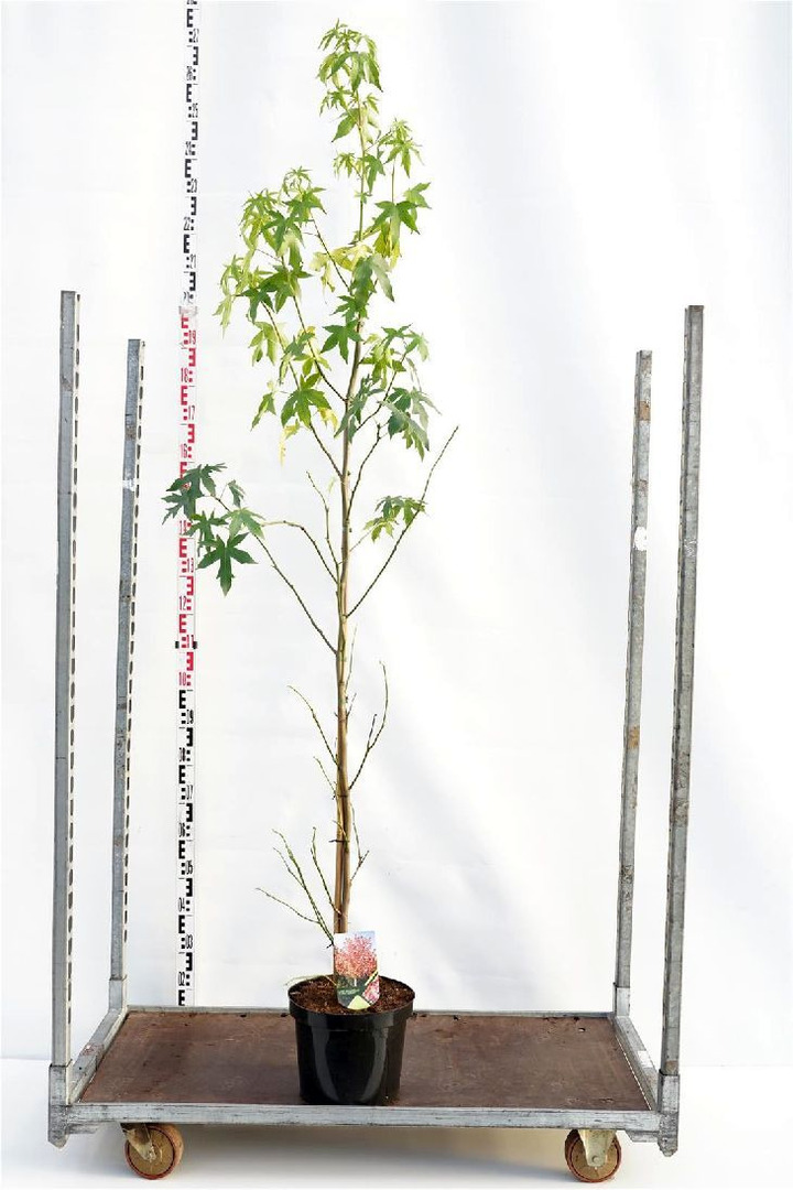 Dervamedis tikrasis (Lot Liquidambar st.) 'Worplesdon' C10 200-225 CM