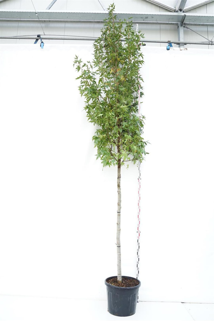 Dervamedis tikrasis (Lot Liquidambar st.) 'Worplesdon' C70 KOTO APIMTIS 16-18 CM | DERVAMEDŽIAI | MEDŽIAI