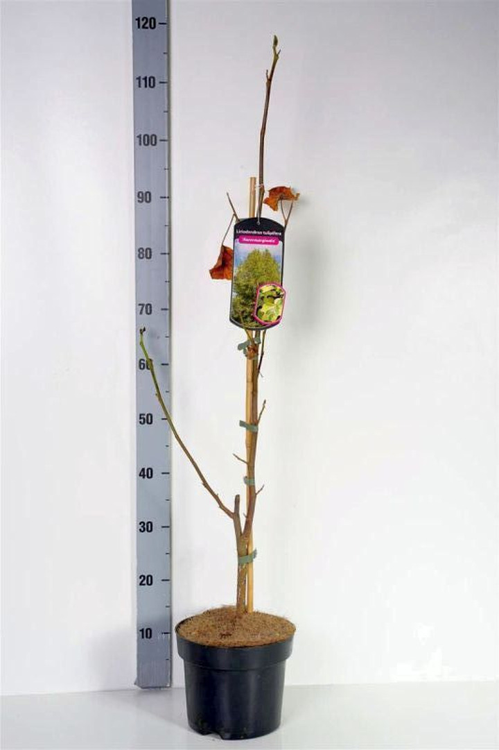 Tulpmedis (Lot Liriodendron tulp.) 'Aureomarginat.' C4/P21 60-80 CM