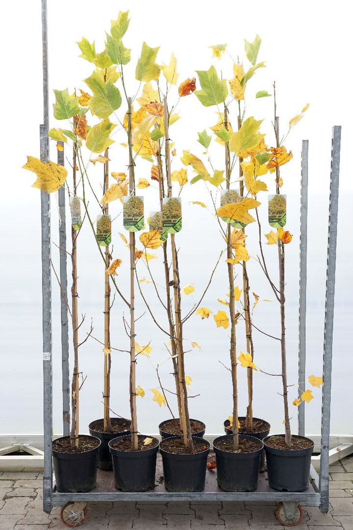 Tulpmedis (Lot Liriodendron tulp.) 'Aureomarginat.' C7,5/P26 200/+ CM