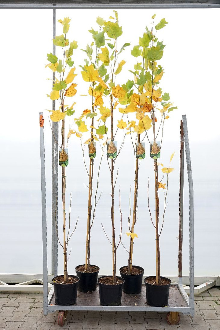 Tulpmedis (Lot Liriodendron tulp.) 'Fastigiatum' C7,5/P26 200/+ CM