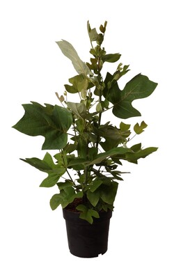 Gelsvažiedis tulpmedis (Lot Liriodendron tulipifera)  C5/P23 60-80 CM