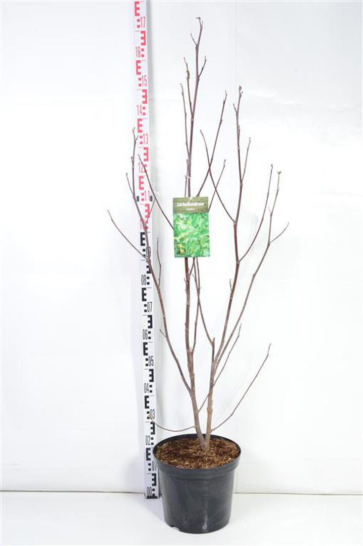 Gelsvažiedis tulpmedis (Lot Liriodendron tulipifera)  C12 100-125 CM