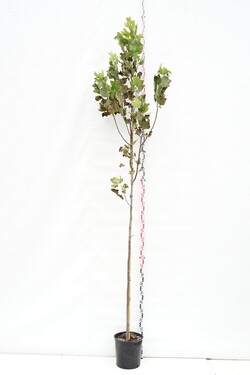 Gelsvažiedis tulpmedis (Lot Liriodendron tulipifera) C18 KOTO APIMTIS 6-8 CM | TULPMEDŽIAI | MEDŽIAI
