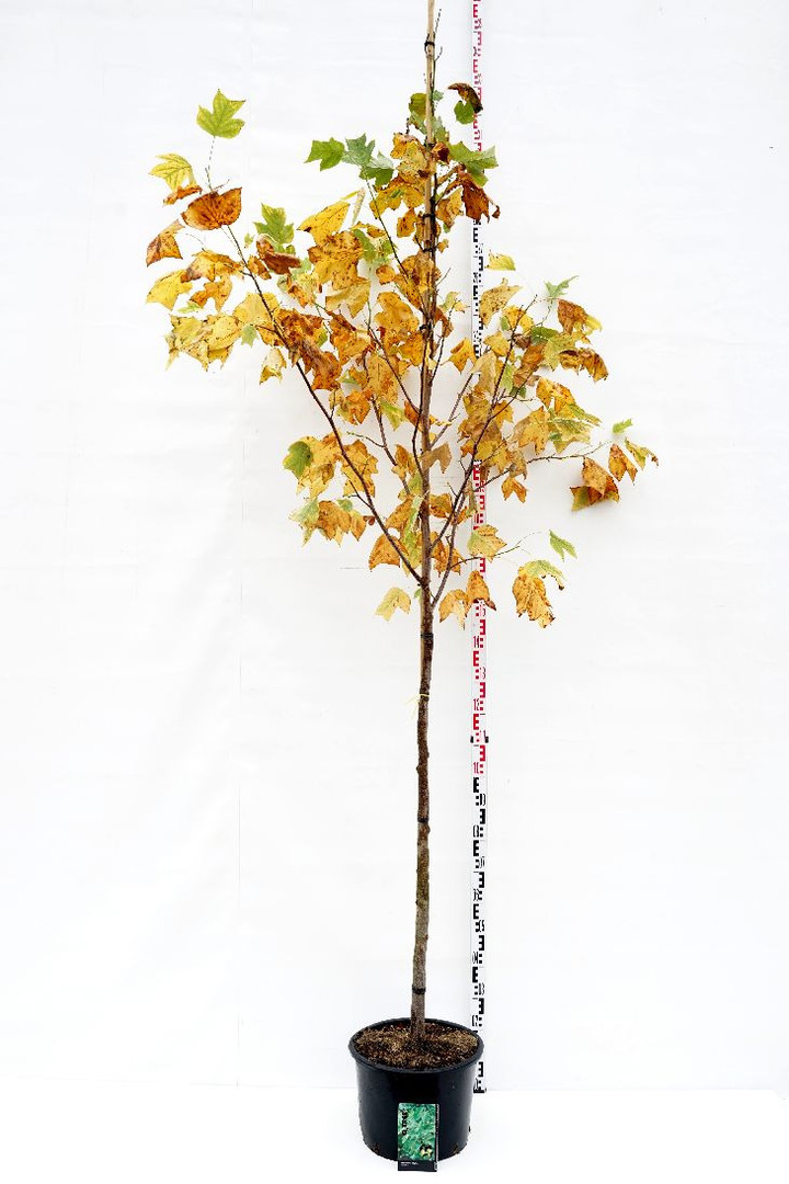 Gelsvažiedis tulpmedis (Lot Liriodendron tulipifera)  C25 KAMIENO APIMTIS 8-10 CM STANDARD