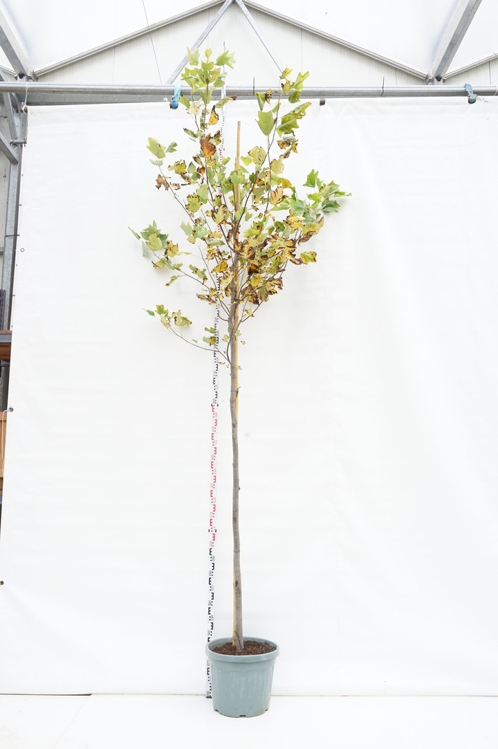 Gelsvažiedis tulpmedis (Lot Liriodendron tulipifera) C55 KOTO APIMTIS 12-14 CM | TULPMEDŽIAI | MEDŽIAI