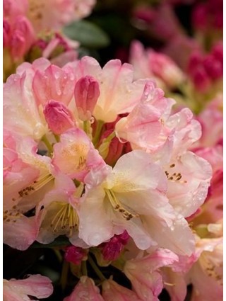 Rododendras (Lot Rhododendron) 'PERCY WISEMAN C5 50-60CM-RODODENDRAI-KRŪMAI