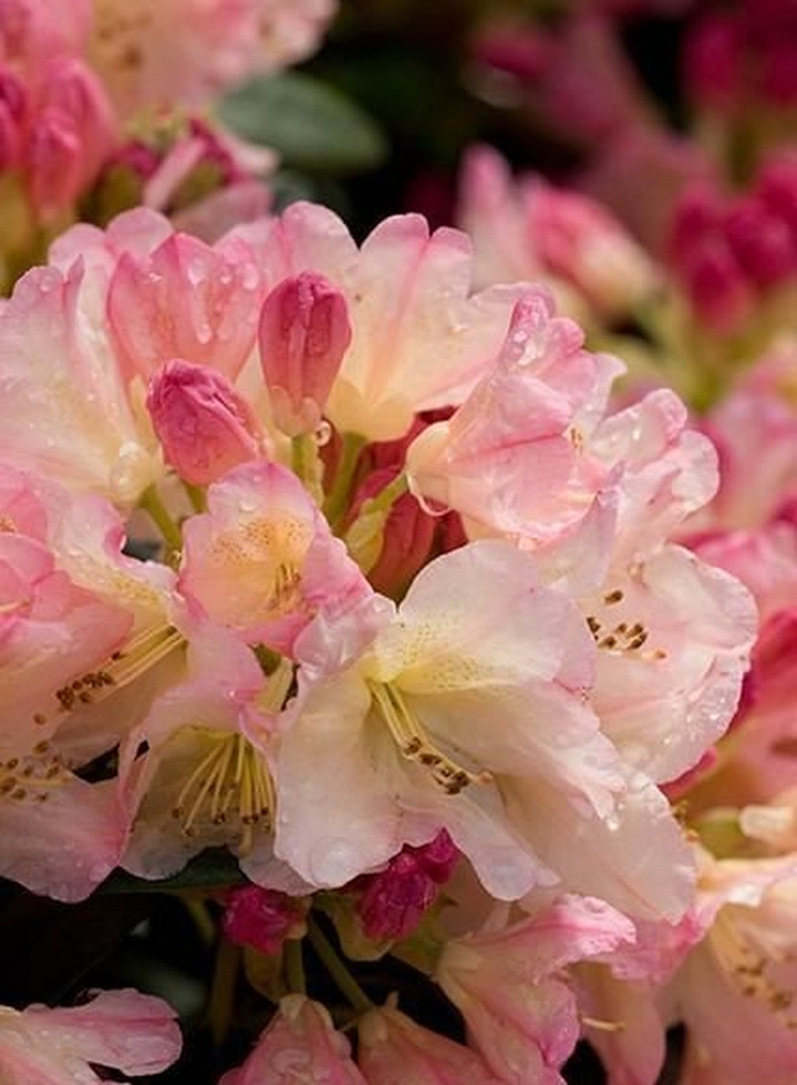 Rododendras (Lot Rhododendron) 'PERCY WISEMAN C5 50-60CM-RODODENDRAI-KRŪMAI