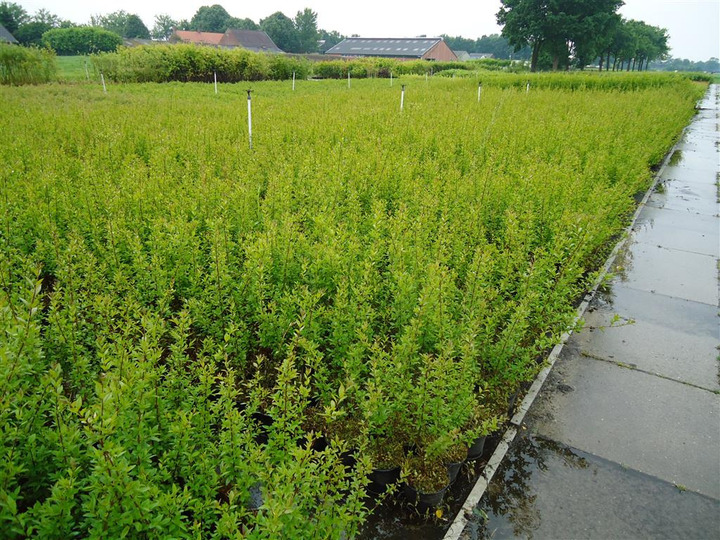 Paprastasis ligustras (Lot Ligustrum vulg.) 'Atrovirens' 0+2 80-100 CM