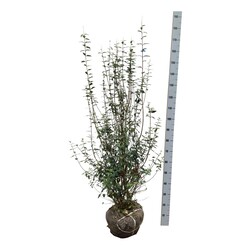 Paprastasis ligustras (Lot Ligustrum vulg.) 'Atrovirens' 125-150 CM RB