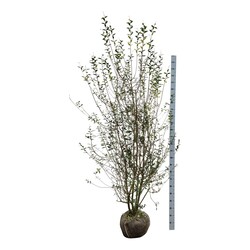 Paprastasis ligustras (Lot Ligustrum vulg.) 'Atrovirens' 200-225 CM RB