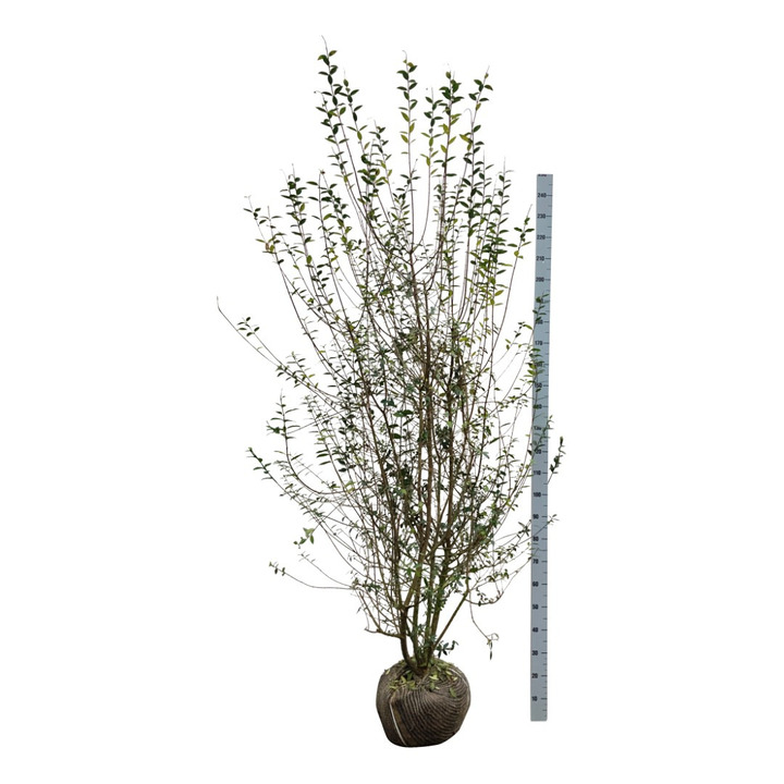 Paprastasis ligustras (Lot Ligustrum vulg.) 'Atrovirens' 200-225 CM RB