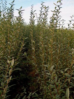 Paprastasis ligustras (Lot Ligustrum vulgare)  0+1 30-50 CM