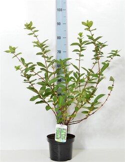 Sausmedis valgomasis (Lot Lonicera caer.) 'Sinoglaska' C3/P19 40-50 CM
