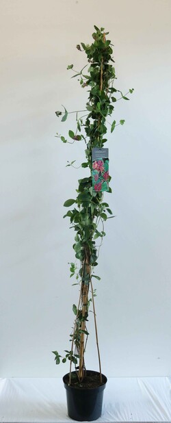 Sausmedis raudonžiedis (Lot Lonicera heckr.) 'American Beauty' C7,5/P26 150-200 CM | SAUSMEDŽIAI | VAISMEDŽIAI - VAISKRŪMIAI