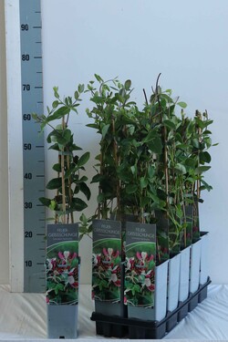 Sausmedis raudonžiedis (Lot Lonicera heckrottii) P17 40-60 CM 3 STICK | SAUSMEDŽIAI | VAISMEDŽIAI - VAISKRŪMIAI