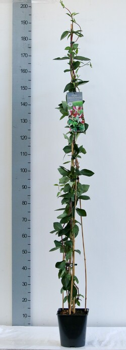Sausmedis raudonžiedis (Lot Lonicera heckrottii) C5/P23 100-125 CM | SAUSMEDŽIAI | VAISMEDŽIAI - VAISKRŪMIAI