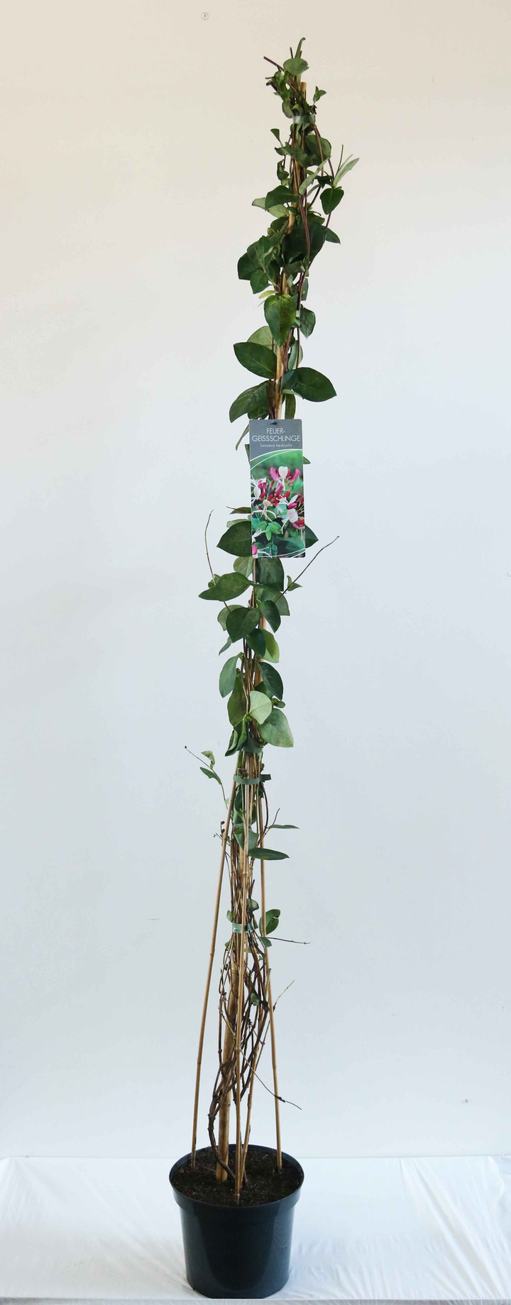 Sausmedis raudonžiedis (Lot Lonicera heckrottii) C7,5/P26 150-200 CM | SAUSMEDŽIAI | VAISMEDŽIAI - VAISKRŪMIAI