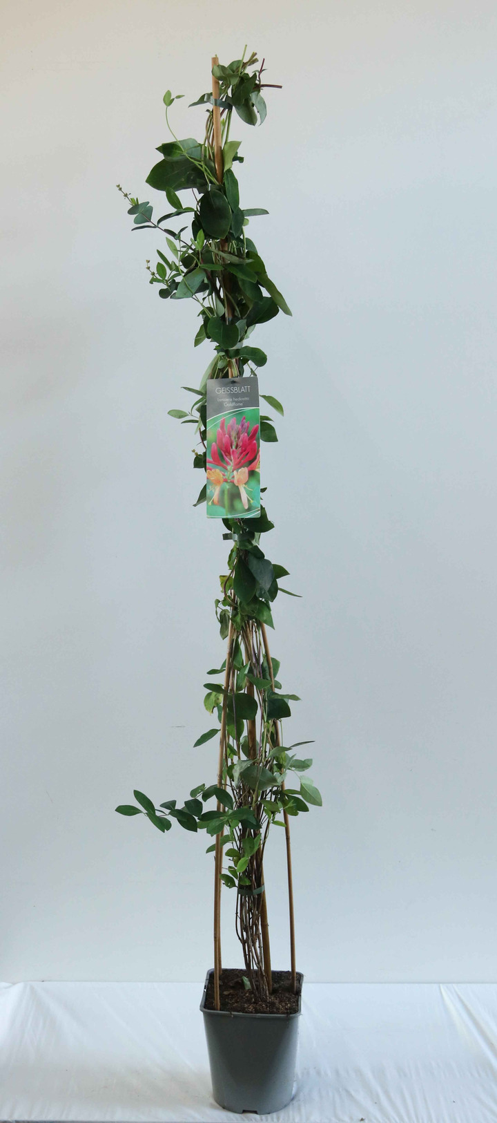 Sausmedis raudonžiedis (Lot Lonicera heckr.) 'Goldflame' C5/P23 100-125 CM | SAUSMEDŽIAI | VAISMEDŽIAI - VAISKRŪMIAI